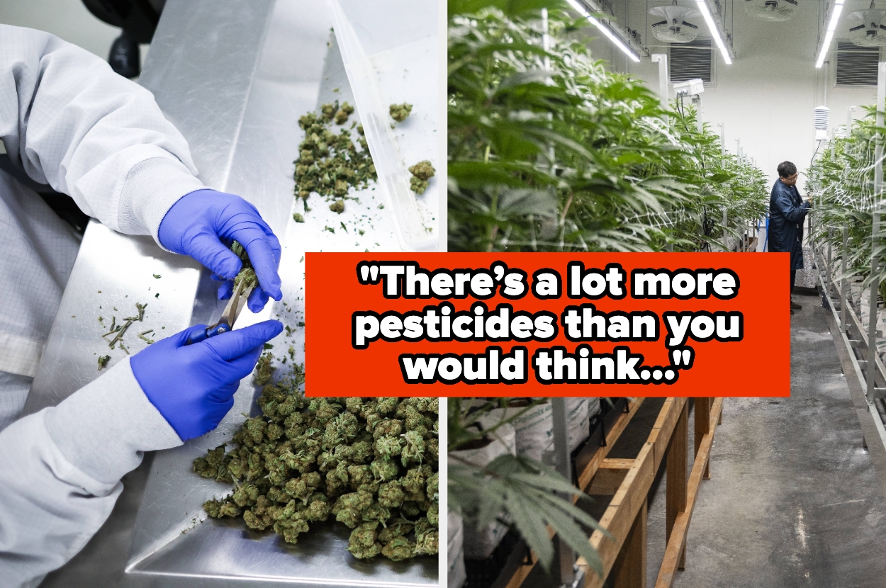 buzzfeed.com - Megan Liscomb - Cannabis Industry Workers Share 19 Jaw-Dropping Secrets That Will Make You See Dispensaries Differently
