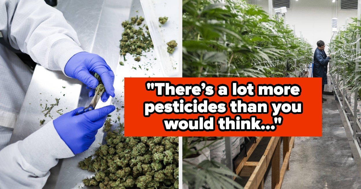 "It Would Absolutely Shock Customers": People Who Work In The Cannabis Industry Are Sharing Secrets About Their Jobs, And My Jaw Is On The Floor