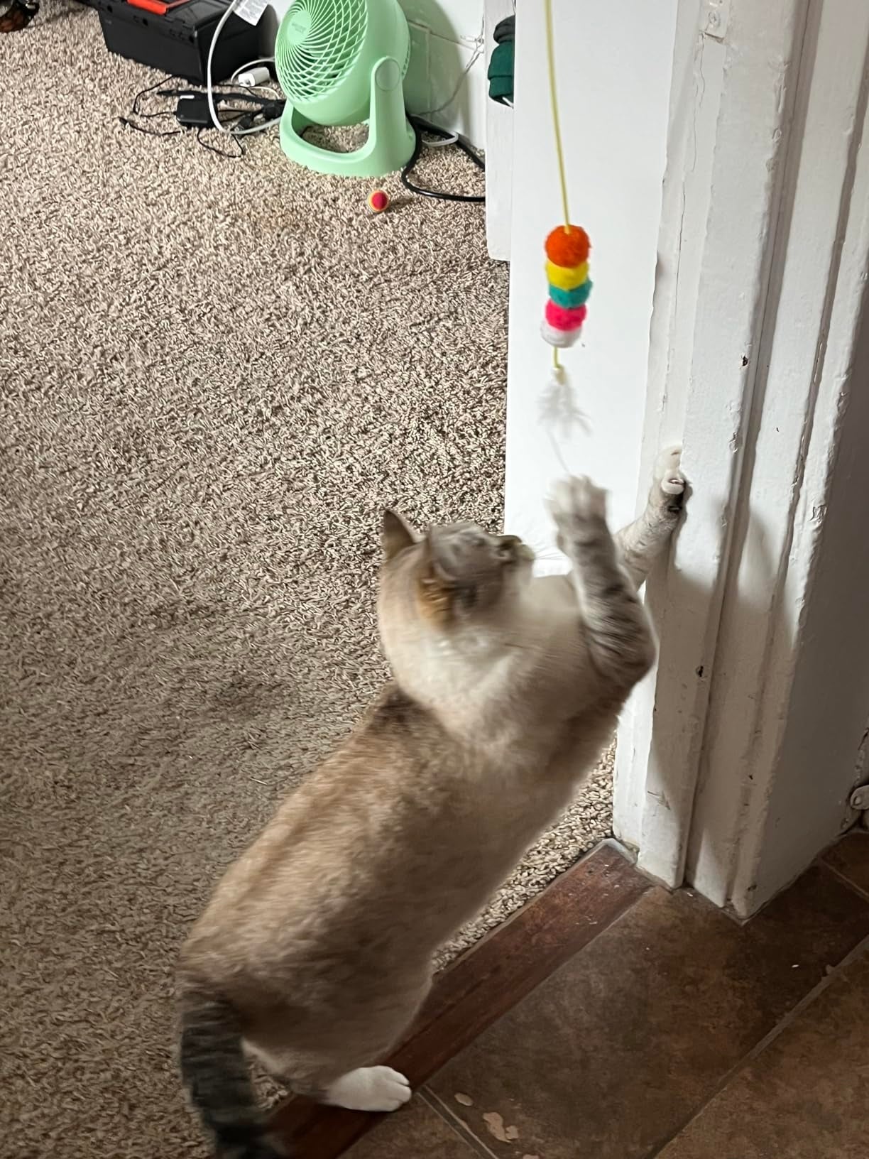 Cat playing with a colorful artifact  hanging from a doorway  framework  wrong  a home