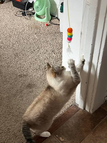 Cat playing with a colorful artifact hanging from a doorway framework wrong a home