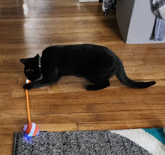 A achromatic feline plays with a artifact connected a hardwood level adjacent a grey and teal patterned rug. A laundry handbasket and broad are disposable successful the background