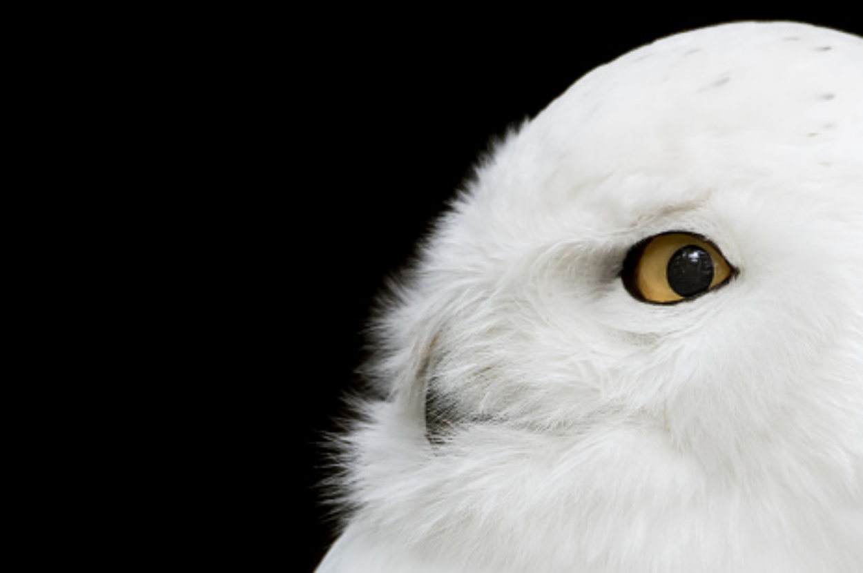 Close-up of a snowy owl gazing to the right against a dark background