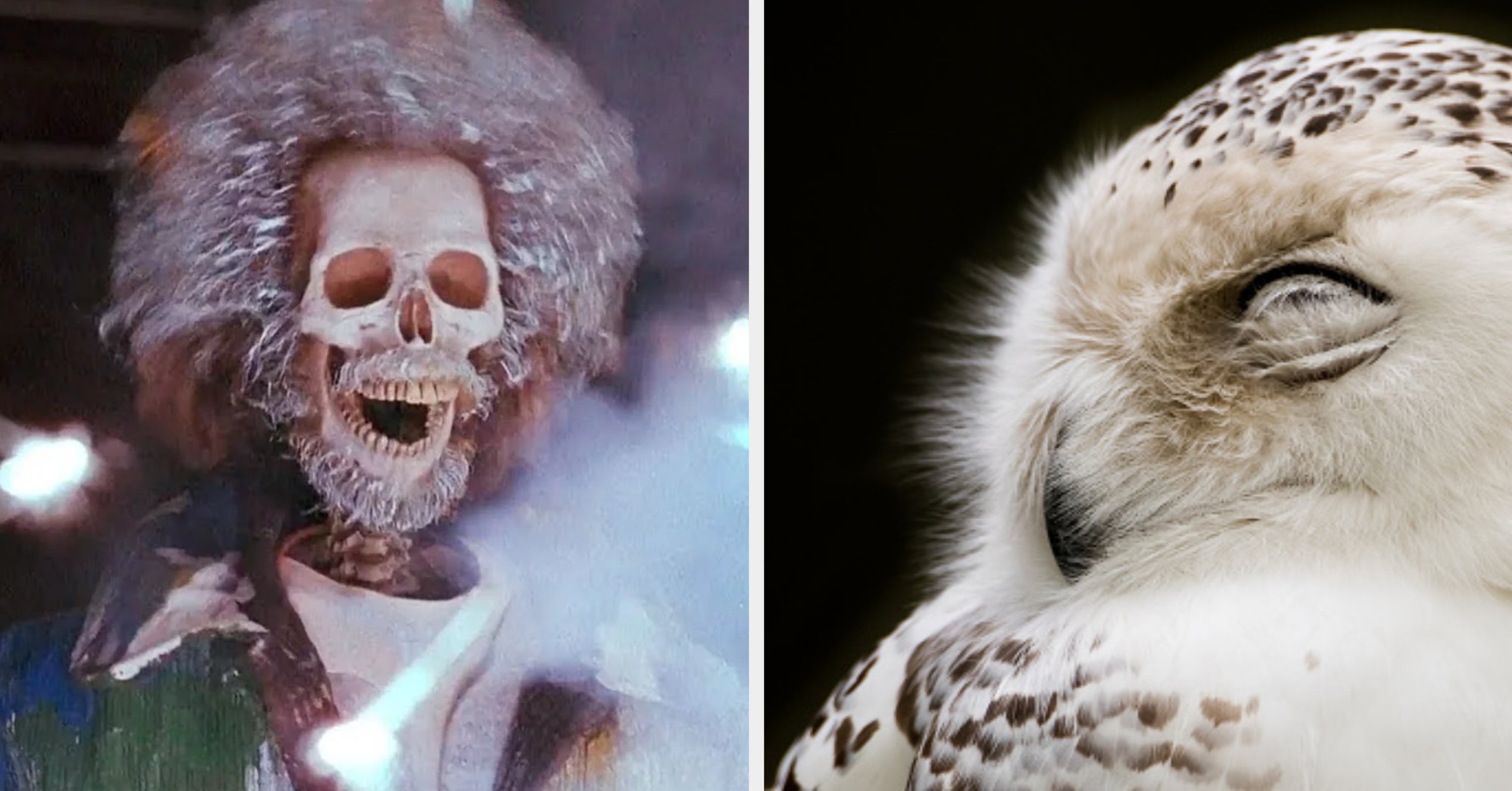 Plan A Christmas Movie Marathon And I'll Reveal Which Winter Animal You Are