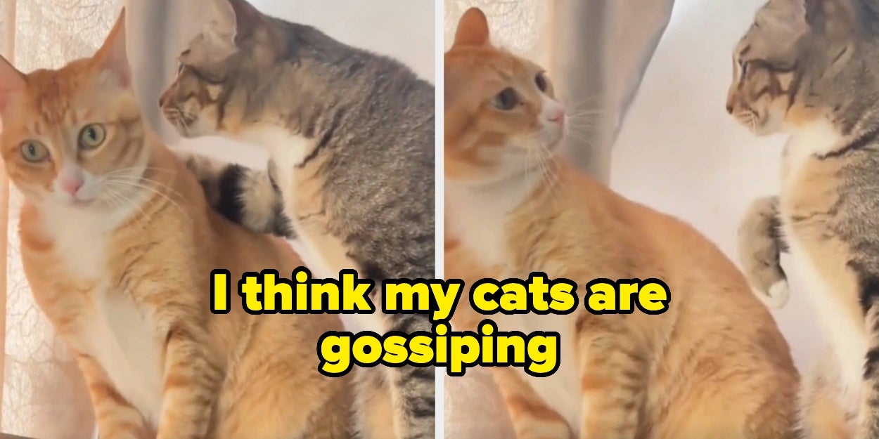 101 Hysterical Dog and Cat Photos That Were, TBH, The Only Good Thing About 2025