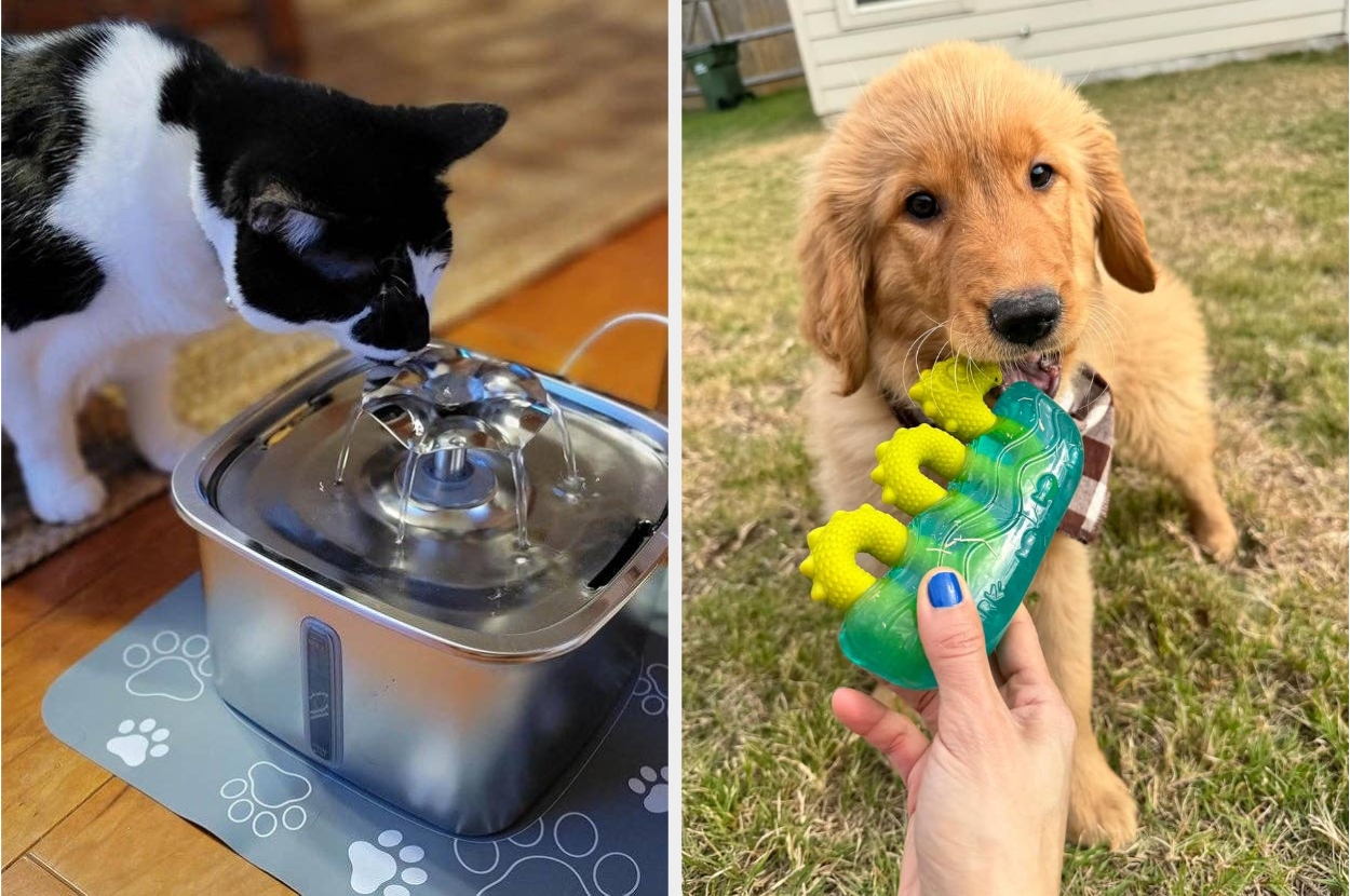 Left: Cat drinking from a pet water fountain. Right: Golden retriever puppy holding dinosaur-shaped dog toy outside