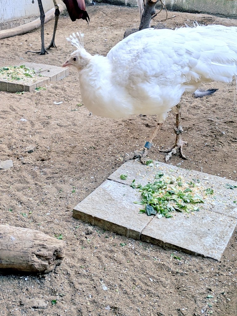 シロクジャクのリョウ / 須坂市動物園（@suzakazoo）Xより