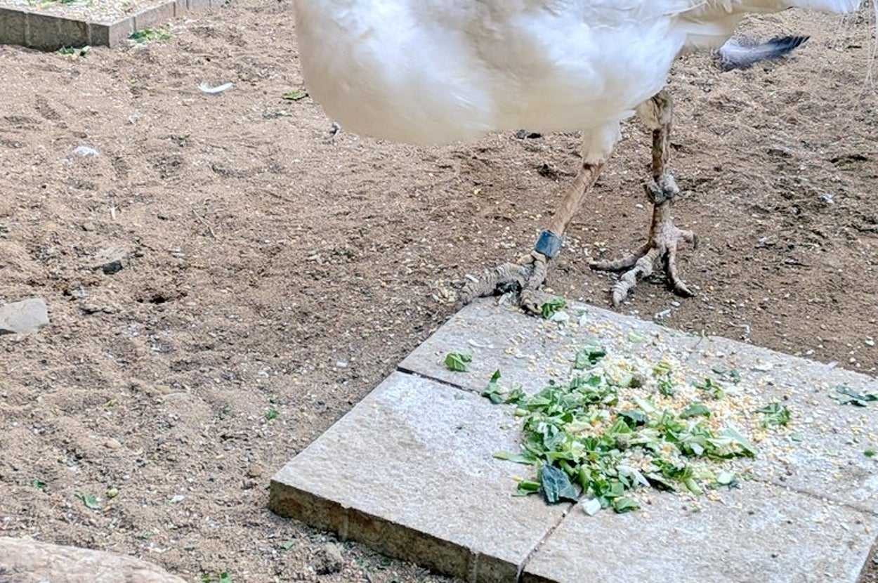 シロクジャクのリョウ / 須坂市動物園（@suzakazoo）Xより