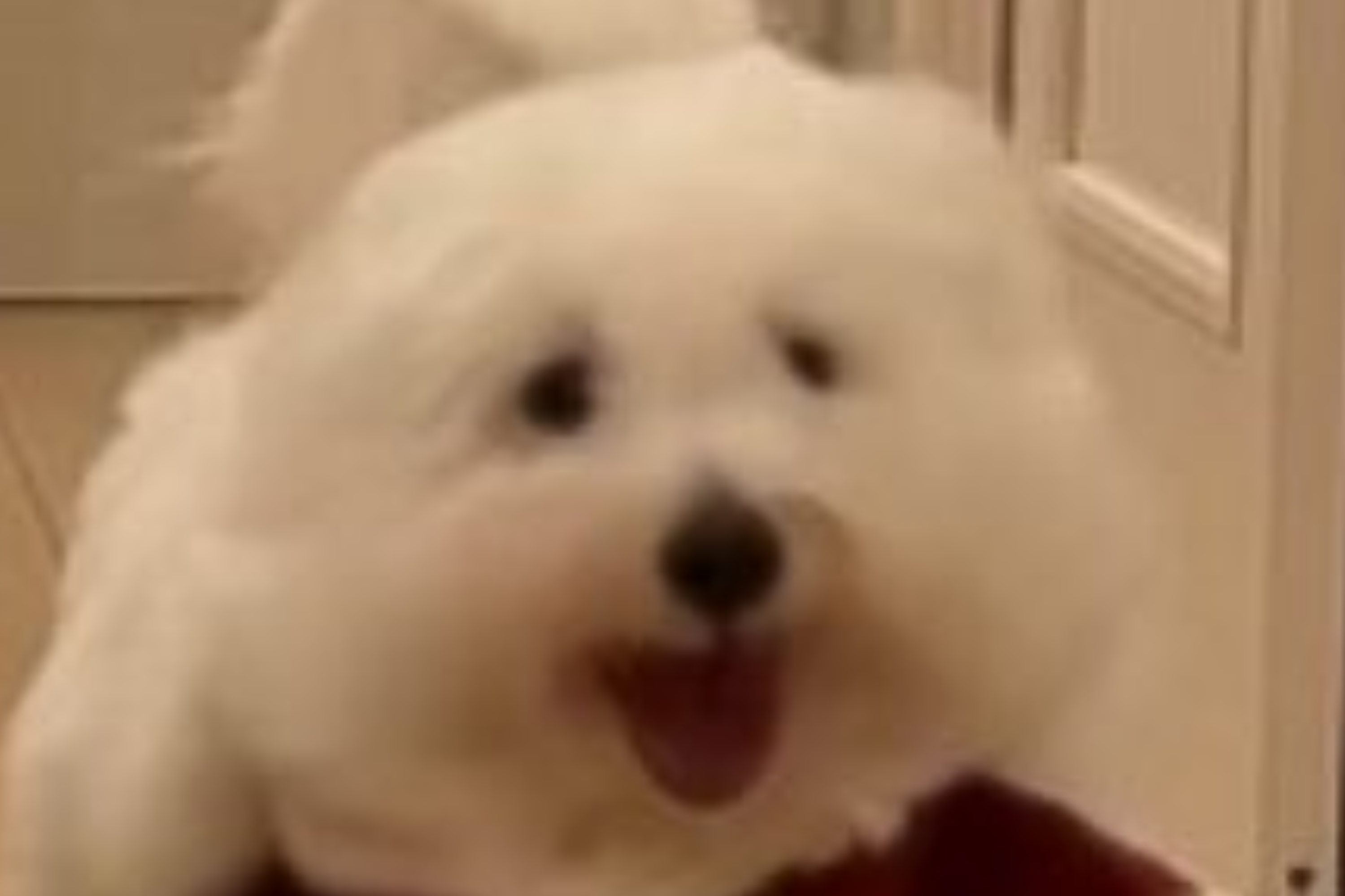 陽キャサンタなソワレくん（コトンドテュレアール 専門ブリーダーさんのXアカウントより）