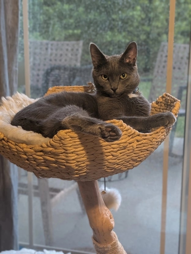 Gray cat relaxing in a woven cat bed on a perch, looking into the camera