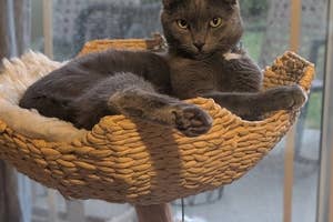 Gray cat relaxing in a woven cat bed on a perch, looking into the camera