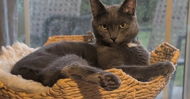 I Splurged On A Viral Cat Tree, And I Love It As Much As My Cat