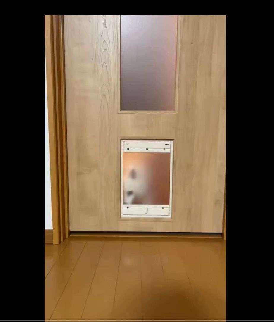 ペットドア越しに顔を覗かせるスノちゃん / いのさんのXアカウント（@inoao）より