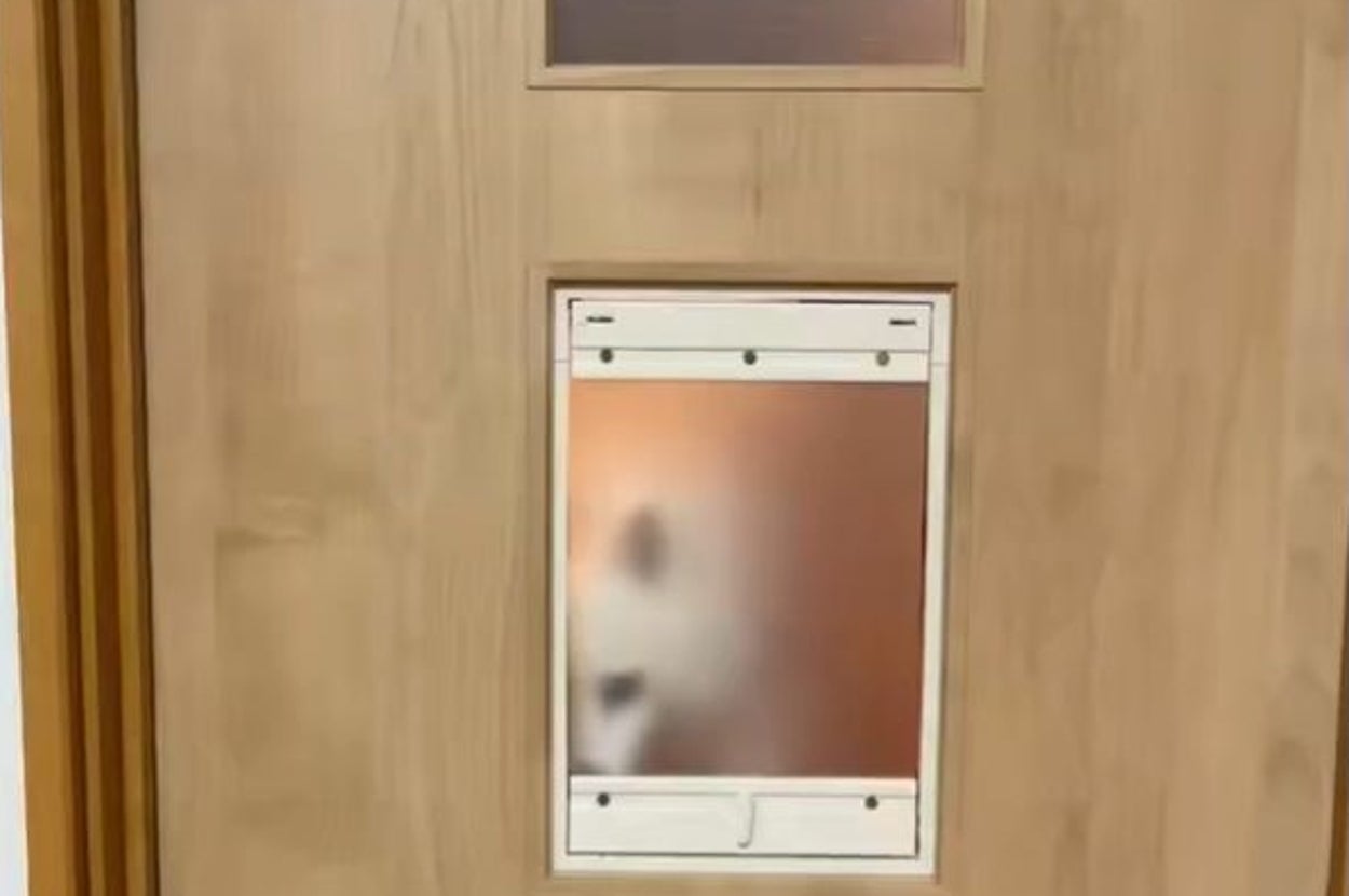 ペットドア越しに顔を覗かせるスノちゃん / いのさんのXアカウント（@inoao）より