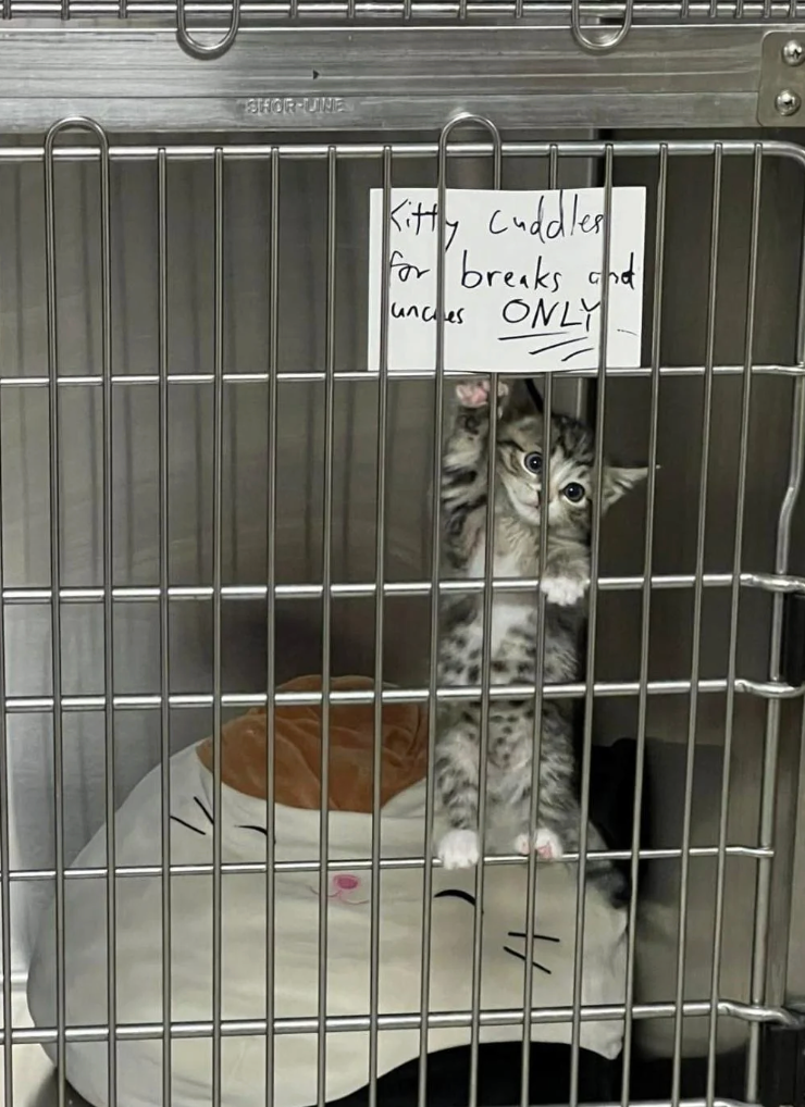 Kitten wrong  a cage, reaching up   to a motion   that says "Kitty cuddles for breaks and lunches ONLY."