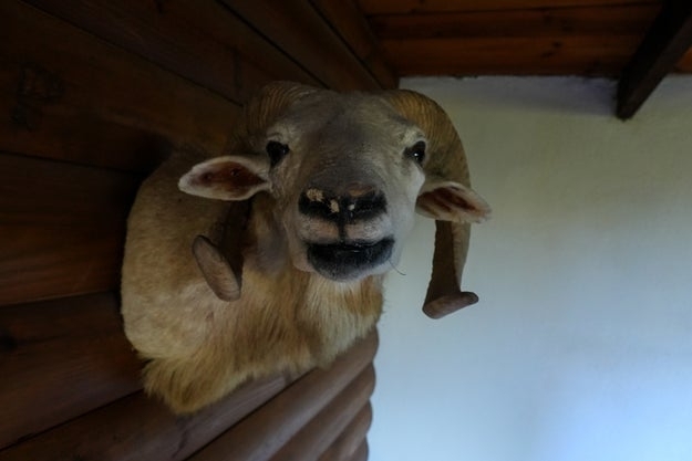 Taxidermy ram caput  mounted connected  a woody  wall