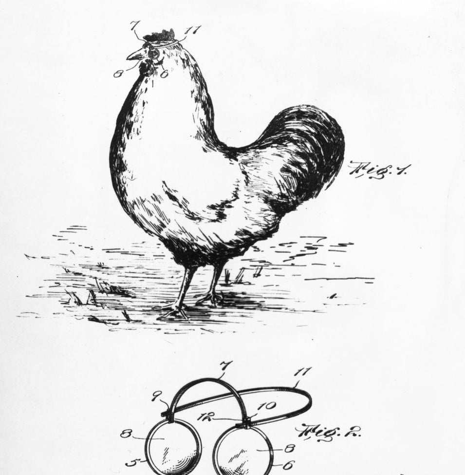 Illustration of a chicken, with a patent drafting  beneath  showing a circular instrumentality  labeled with numbers