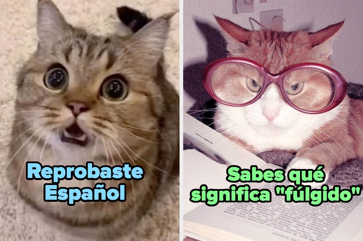 Solo alguien realmente inteligente pasará con 10 este quiz de vocabulario