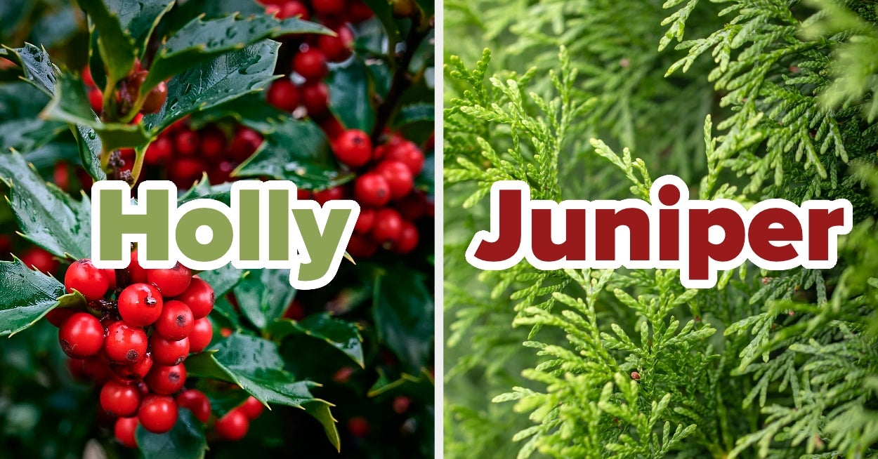 Pick From A Huge Number Of Christmas Traditions And I'll Tell You Which Special Greenery You Are