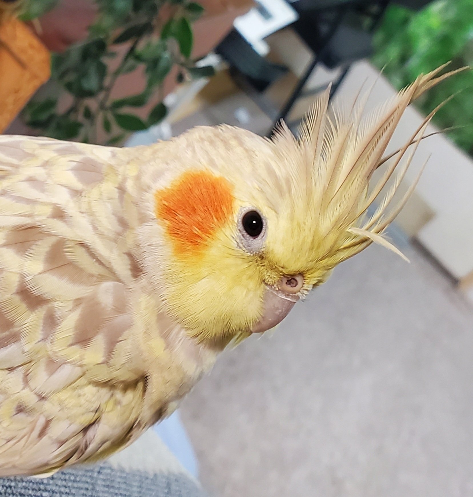 普段のまるちゃん / ちっちょぽさんのXアカウント（@chicchopo）より