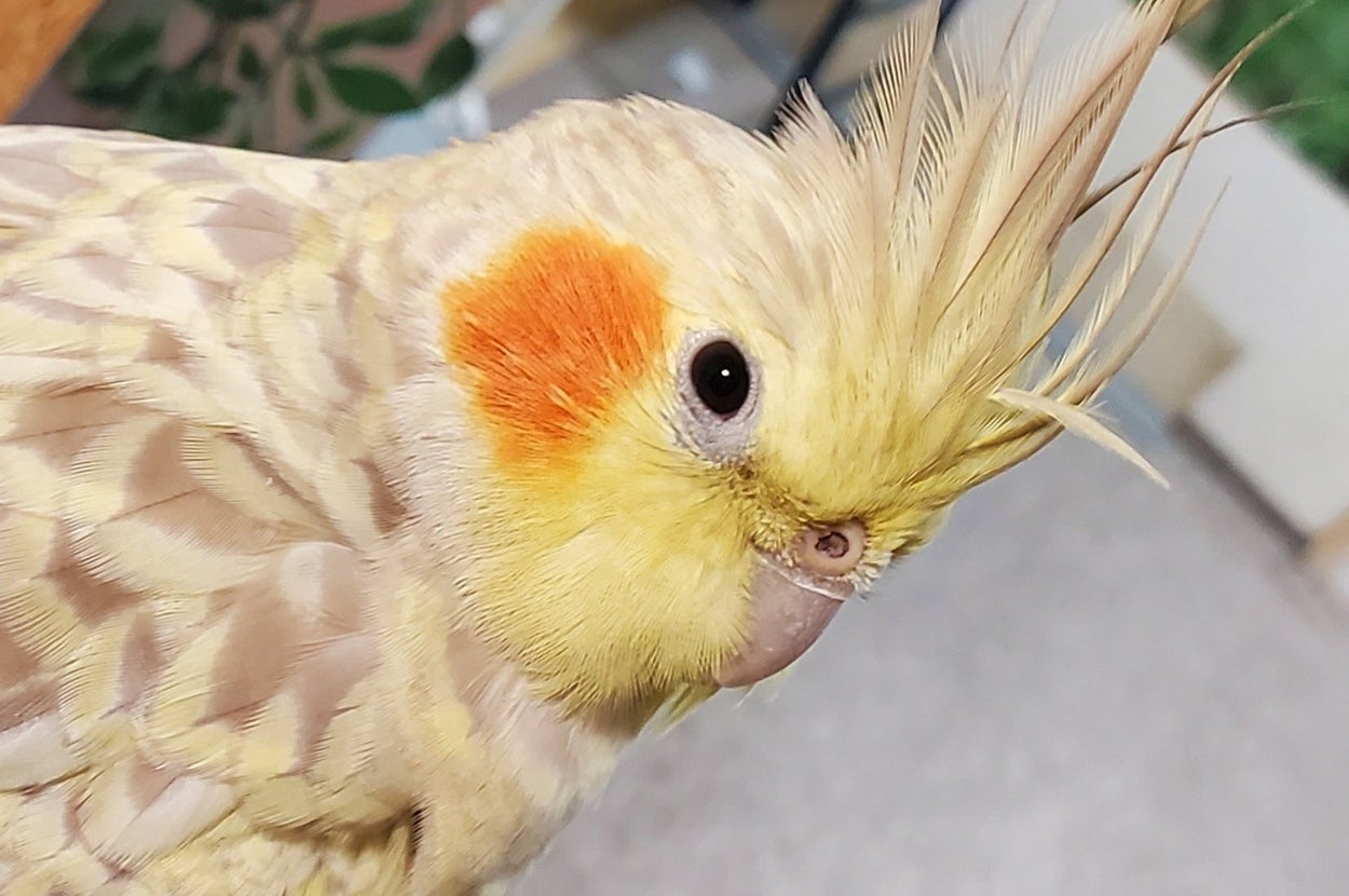 普段のまるちゃん / ちっちょぽさんのXアカウント（@chicchopo）より