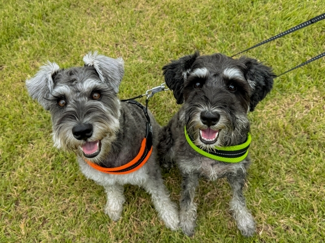 ミニチュアシュナウザー（写真ACより）