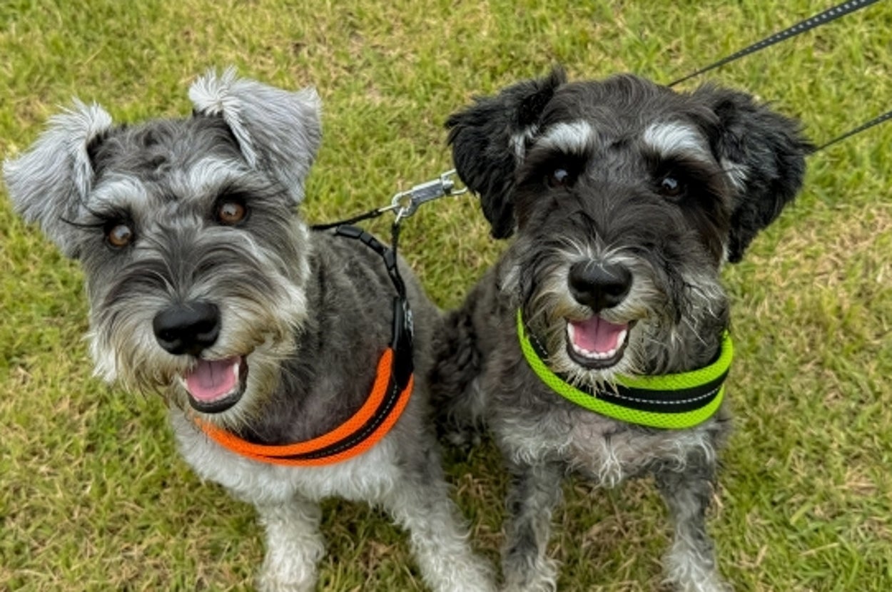 ミニチュアシュナウザー（写真ACより）