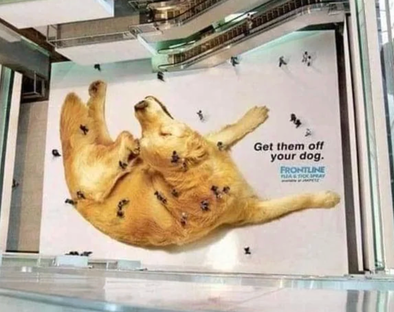 Giant canine  advertisement  connected  level  shows radical   similar  fleas connected  its back, promoting Frontline flea and tick spray