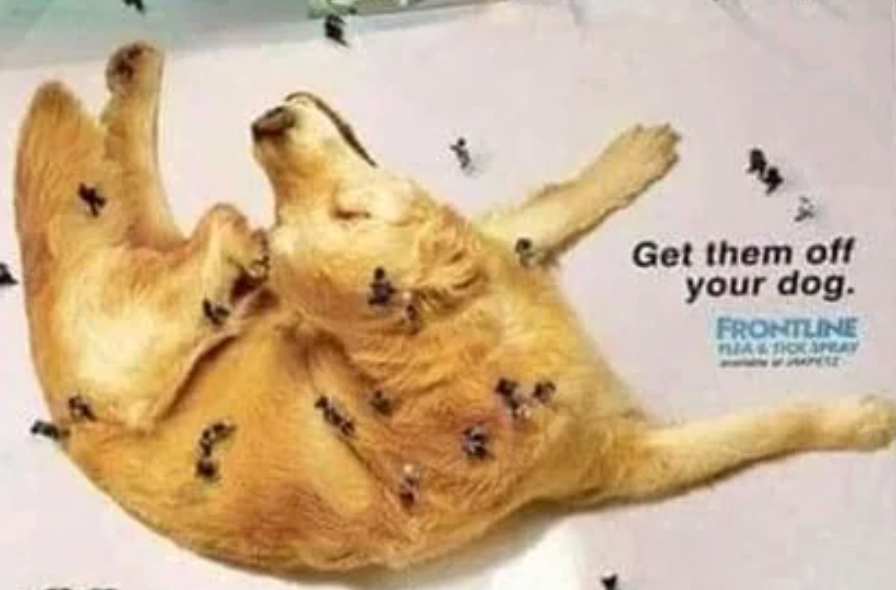  "Get them disconnected  your dog."