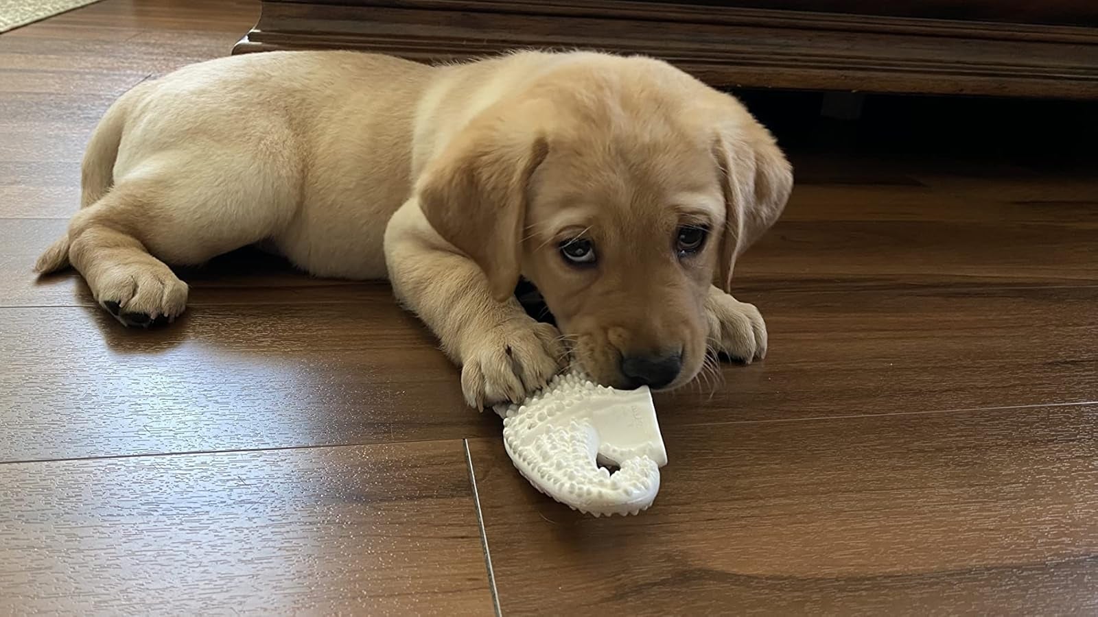 Puppy lying connected  woody  floor, chewing connected  a achromatic  comb-shaped object, looking up   with a funny  expression