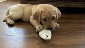 Puppy lying connected woody floor, chewing connected a achromatic comb-shaped object, looking up with a funny expression