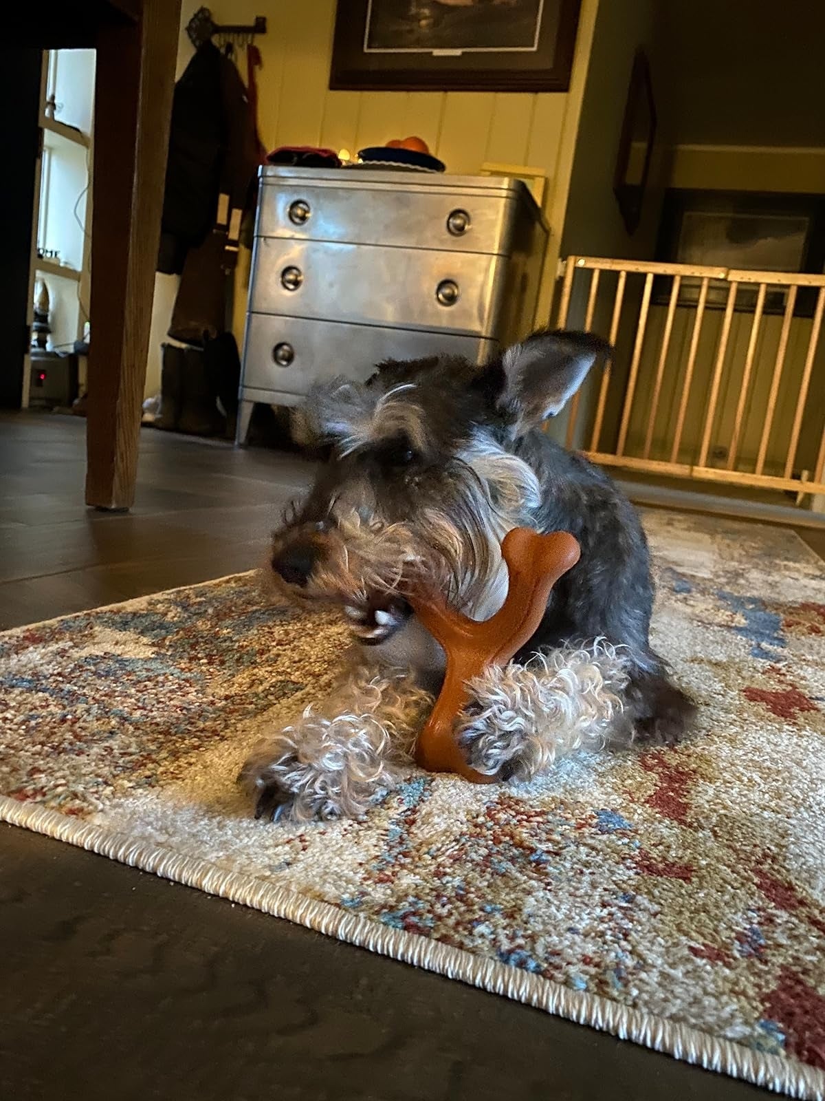 Dog chewing a bone-shaped artifact  connected  a carpet successful  a cozy country   with furnishings  successful  the background