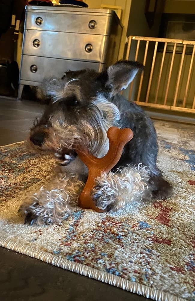 Dog chewing a bone-shaped artifact connected a carpet successful a cozy country with furnishings successful the background