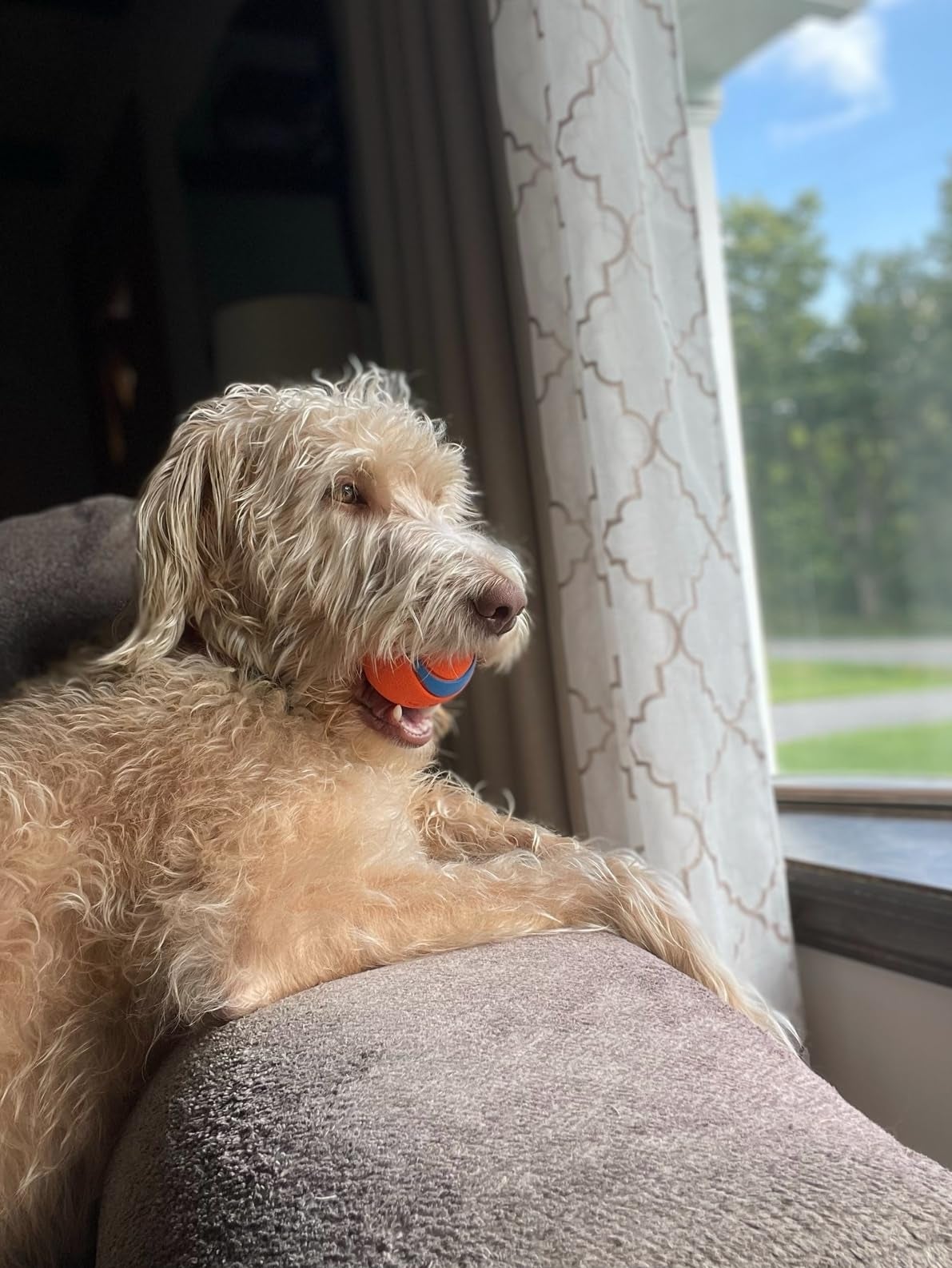 A canine  with a shot  successful  its rima  sits connected  a couch, gazing retired  a model   into a sunny yard