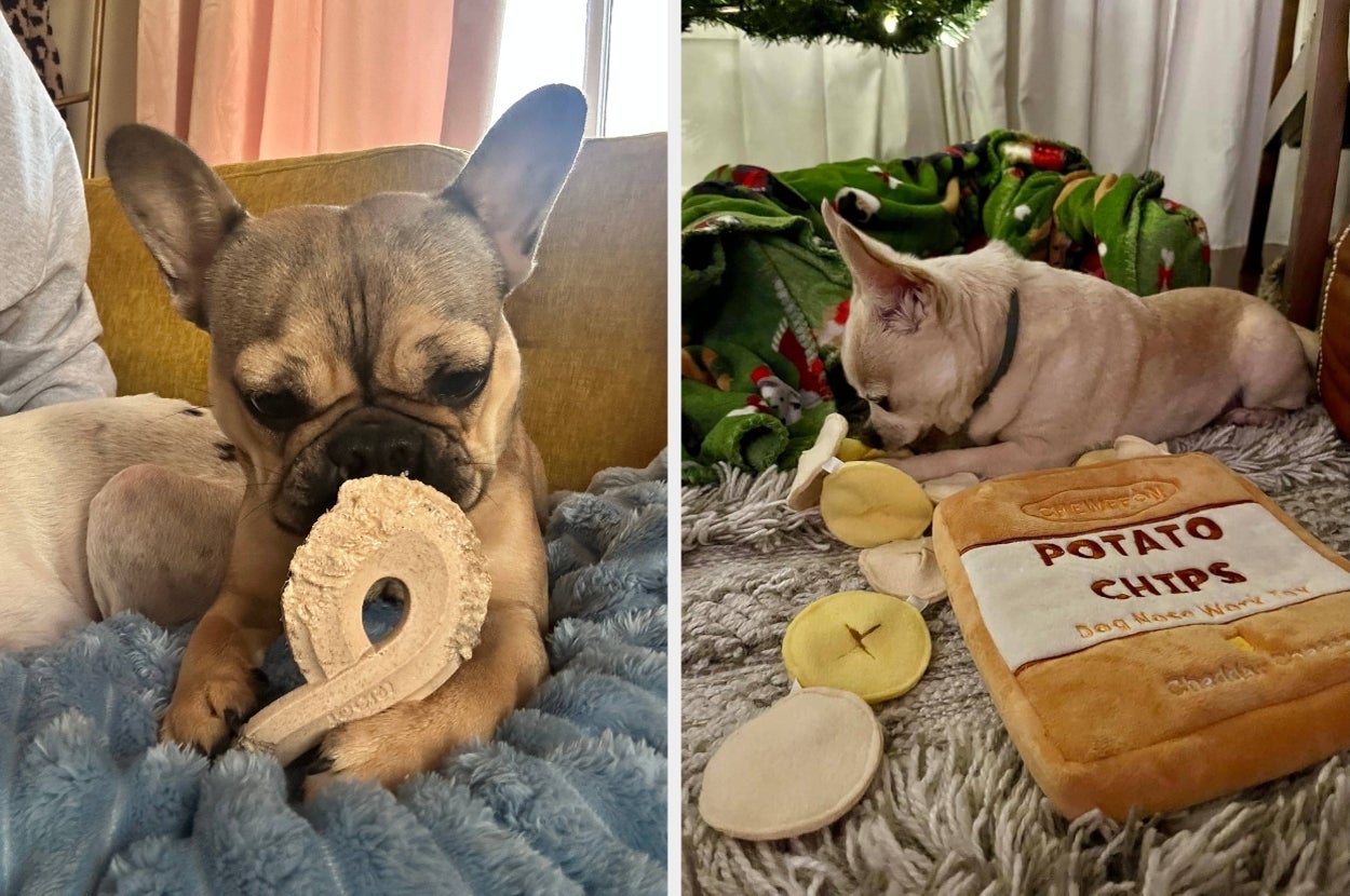 Two small dogs enjoy plush toy snacks; one has a donut, the other next to toy potato chips on a cozy blanket