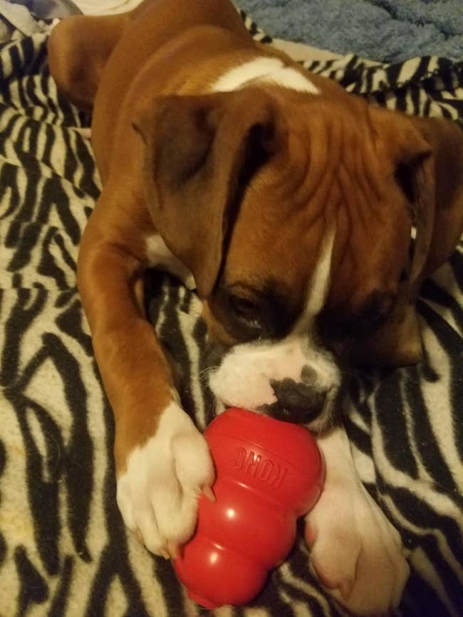 Boxer puppy plays with a reddish chew artifact portion lying connected a zebra-print blanket