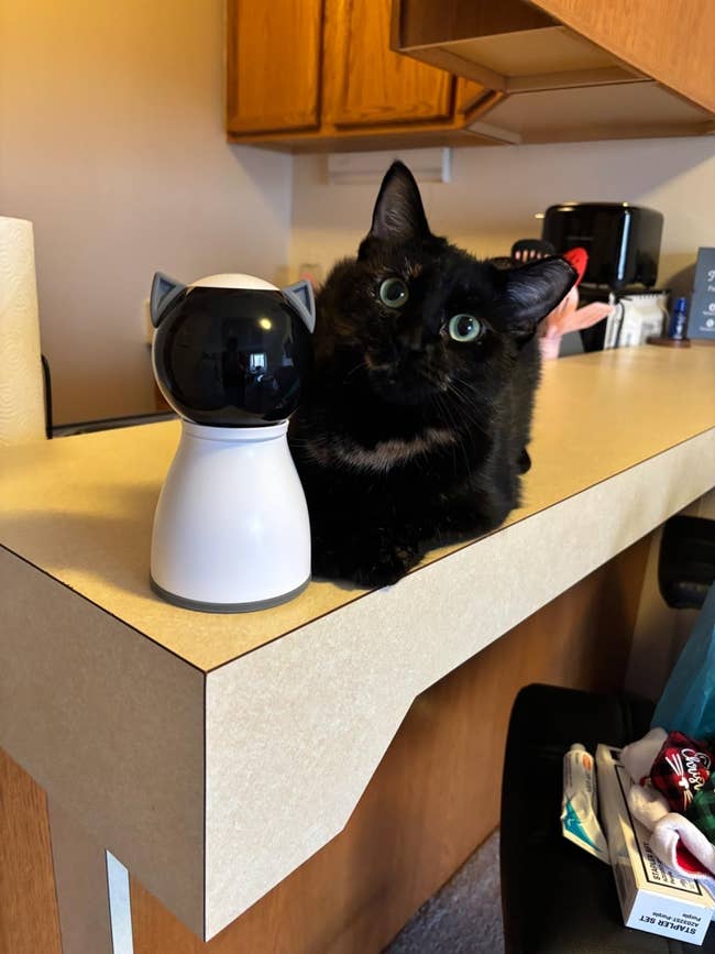A achromatic feline sits connected a countertop beside a tiny cat-shaped robot, amidst emblematic household items