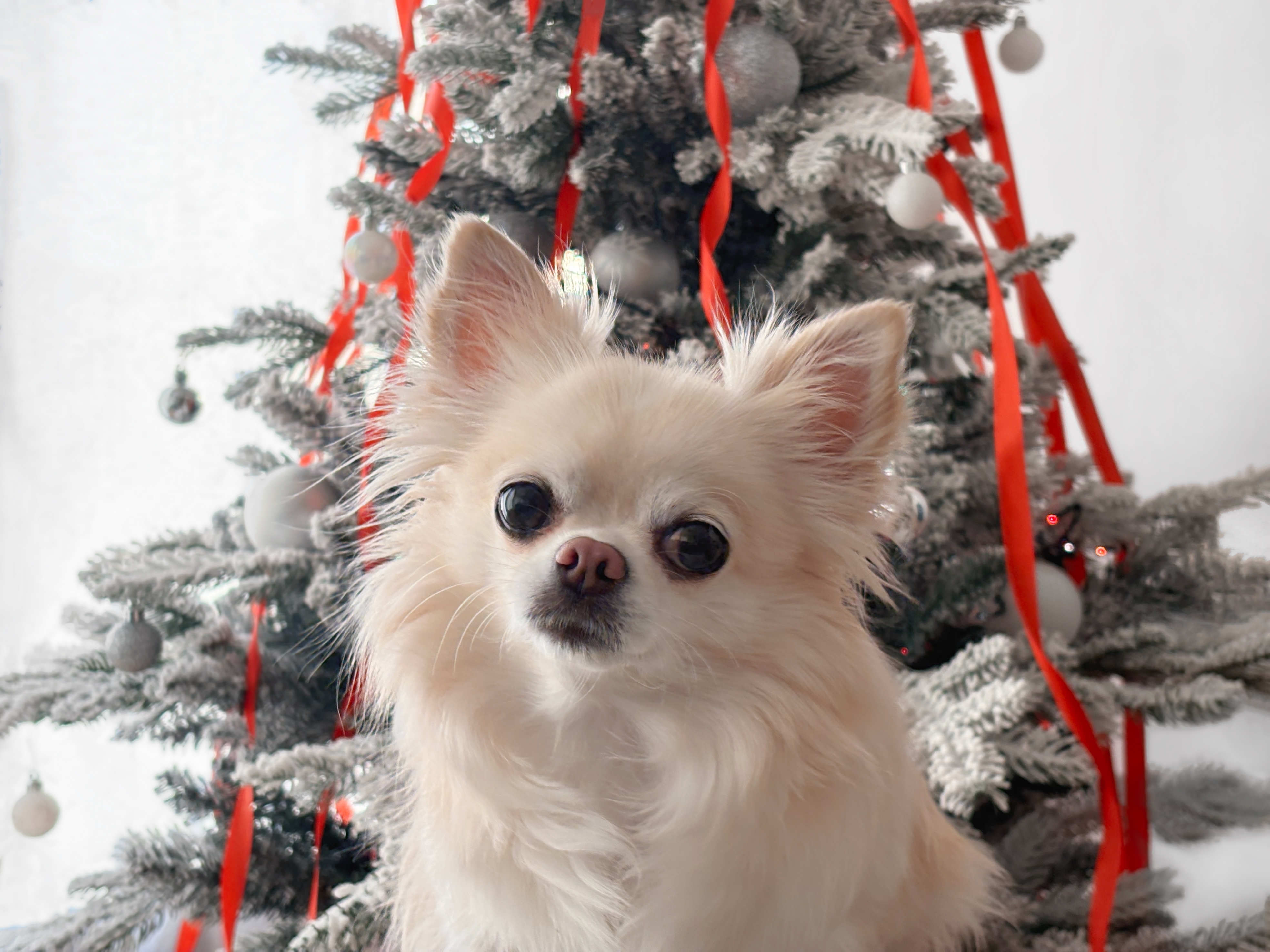 Chihuahua foran et juletre dekorert med røde bånd og sølvpynt