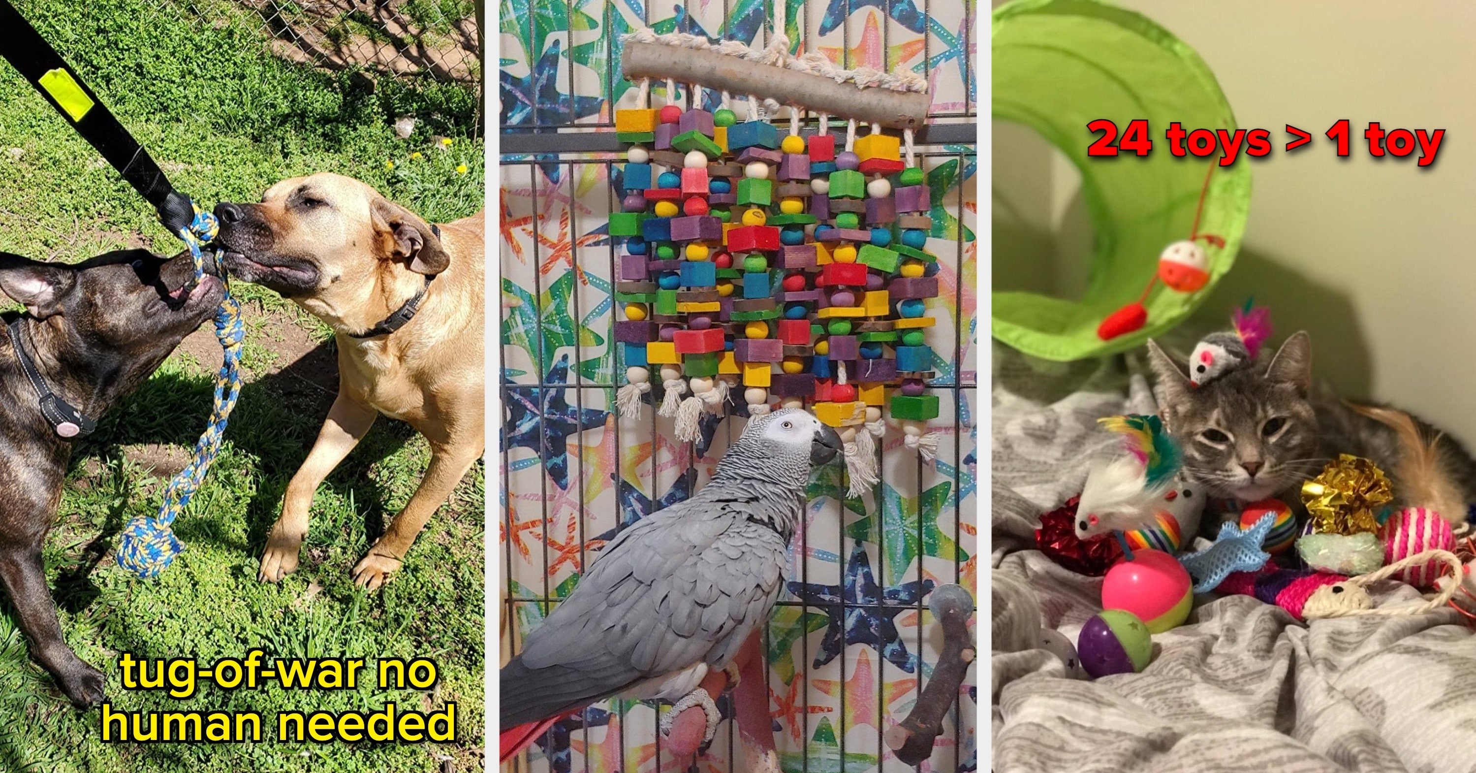 28 Toys You Need If Your Pet Sits And Begs To Be Played With All Day While You're Trying To Work