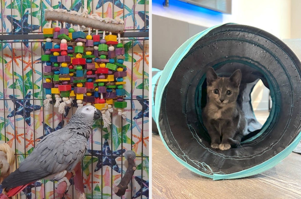 Parrot with colorful toys in cage; cat sitting inside a blue tunnel on wooden floor