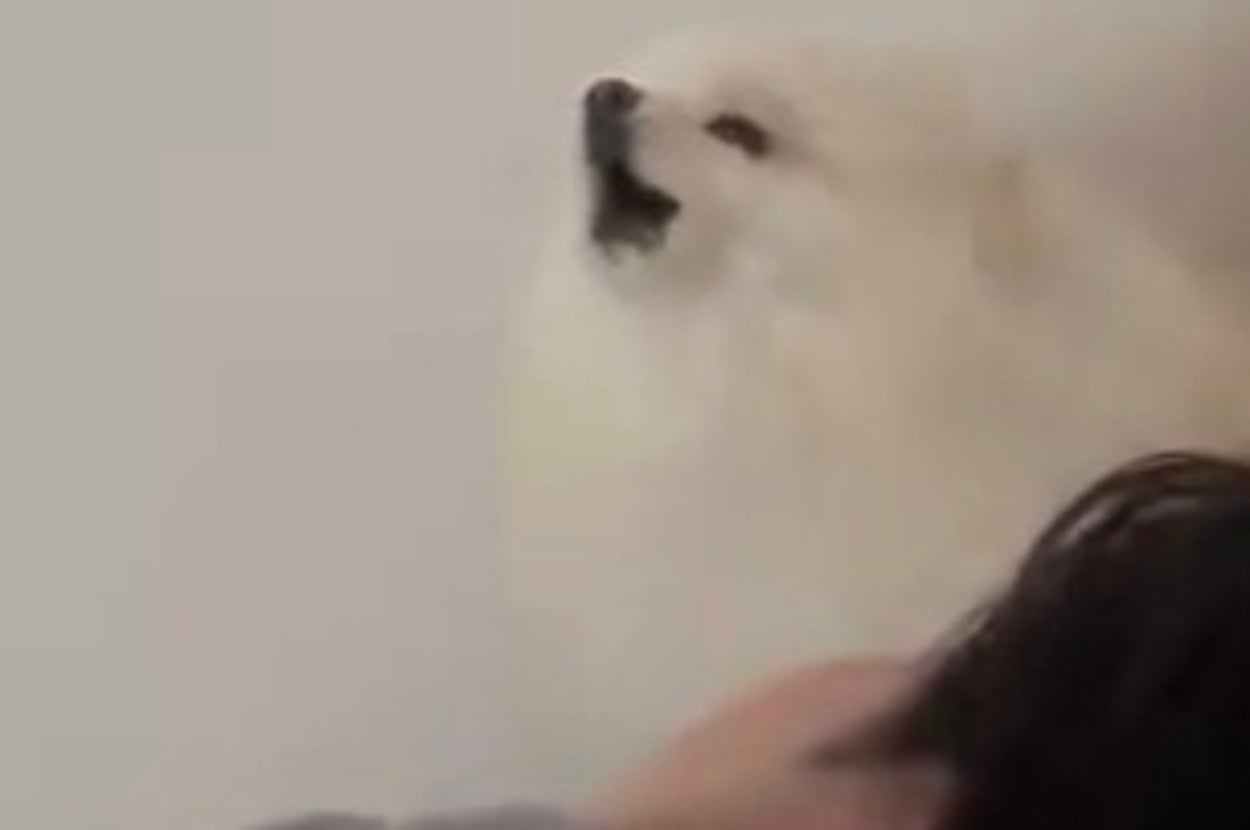 「パパ起きて〜」と吠えているコロ太くん／飼い主さんのX（@korokorota620）より