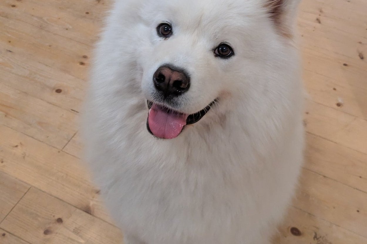 サモエドのまさるくん / まさる店長▶サモエド店長のドッグラン@山梨県河口湖さん（@samoyed_masaru）のXより