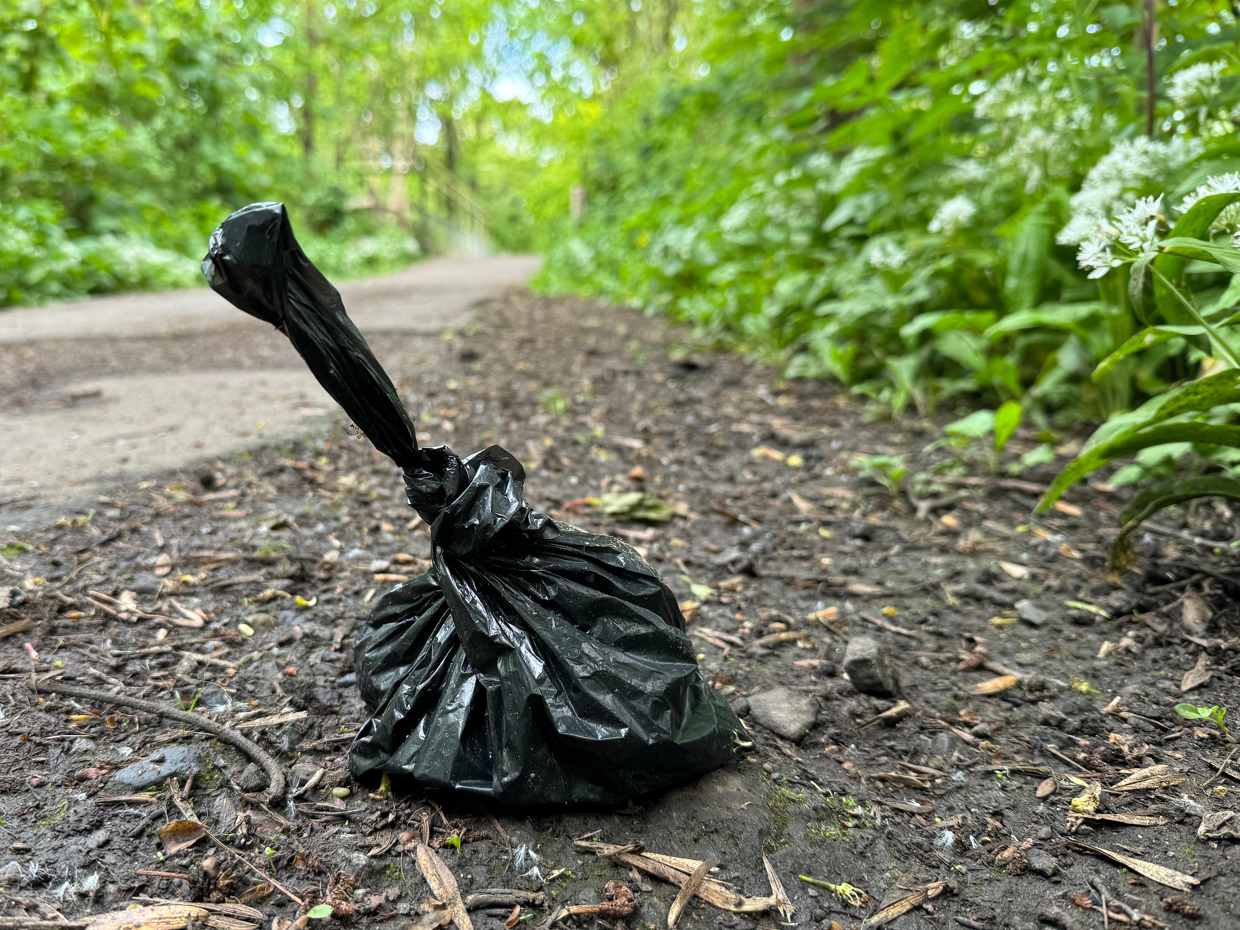 Bag of canine discarded tied and near connected a wooded way way with greenery surrounding