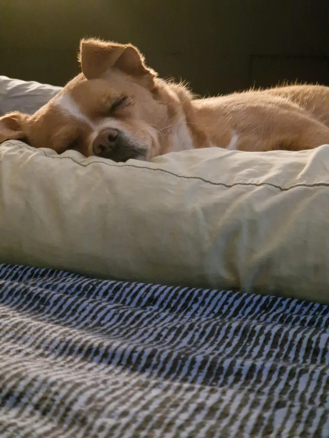 A tiny canine sleeps peacefully connected a cushioned bed, resting its caput connected a pillow