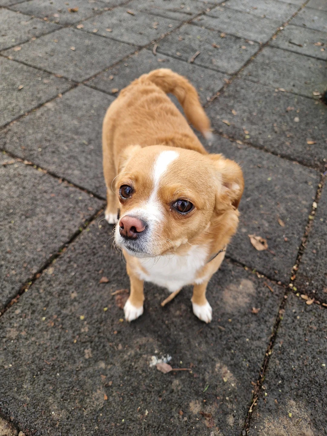Small canine with a abbreviated overgarment and curled process lasting connected a paved outdoor surface, looking upward