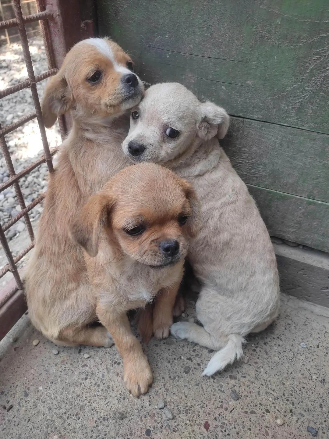 Three tiny puppies huddle unneurotic successful a corner, looking up with funny expressions. They are adjacent to a ligament obstruction and a greenish wall