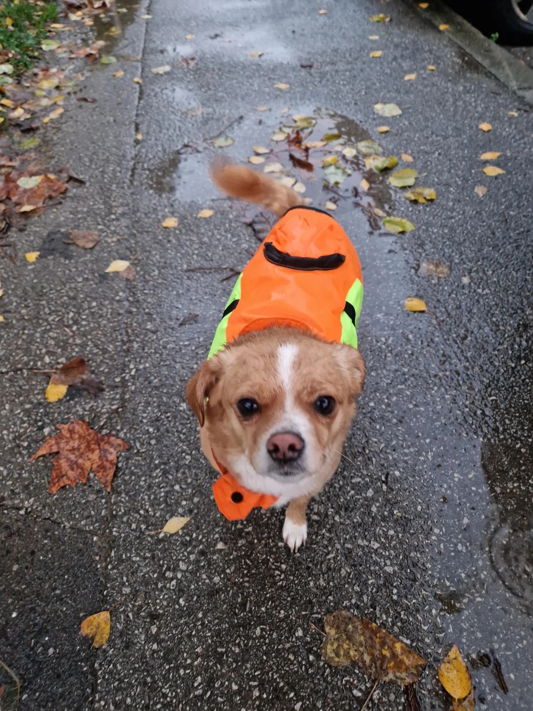 Dog wearing a raincoat walks connected a bedewed sidewalk with scattered leaves