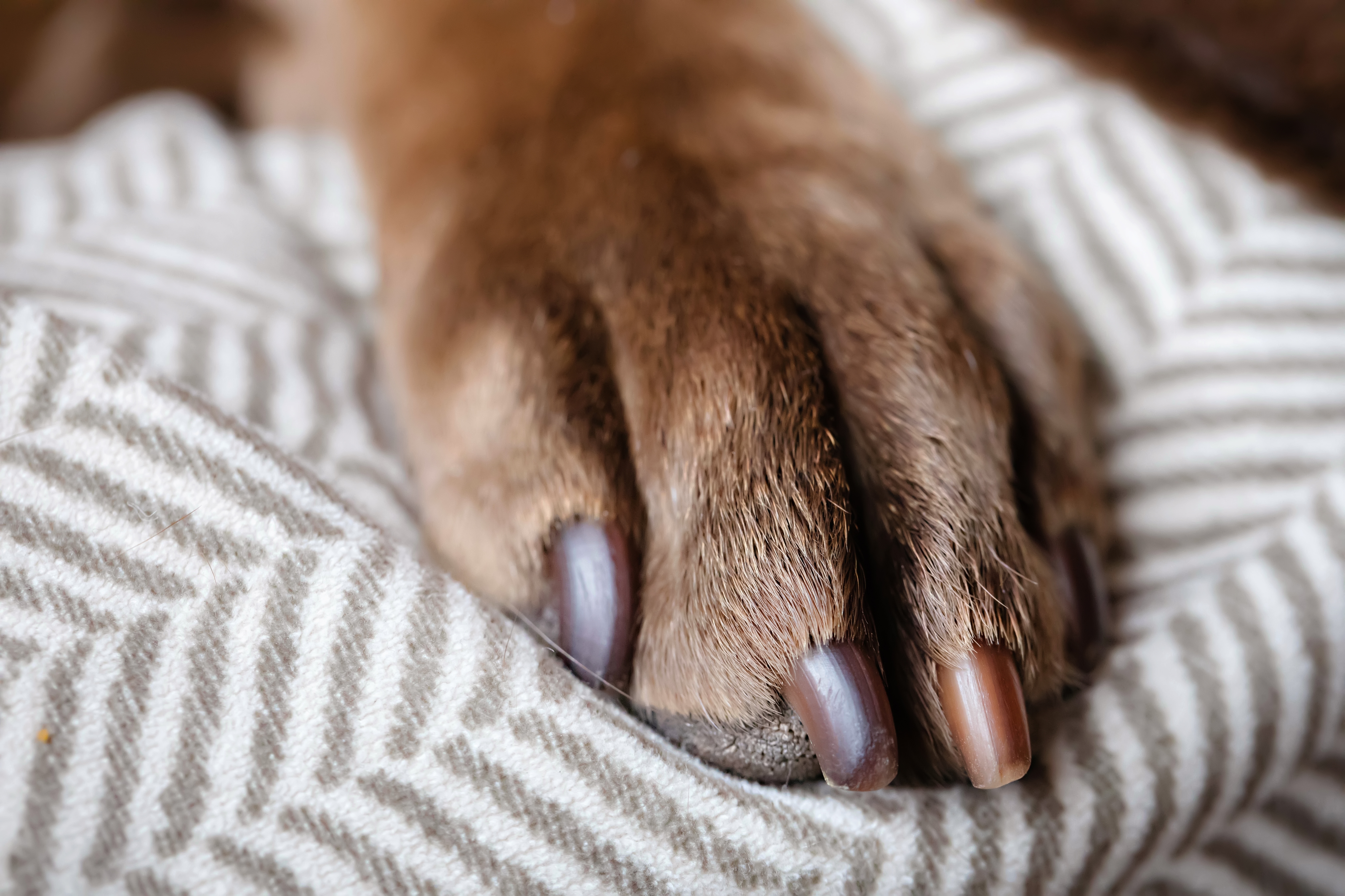 Close-up of a dog's paw resting connected a patterned fabric, showcasing its nails and fur texture