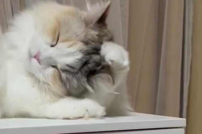 前足で丁寧に顔を洗っています／飼い主さんのX（@nekowoagameyo11）より