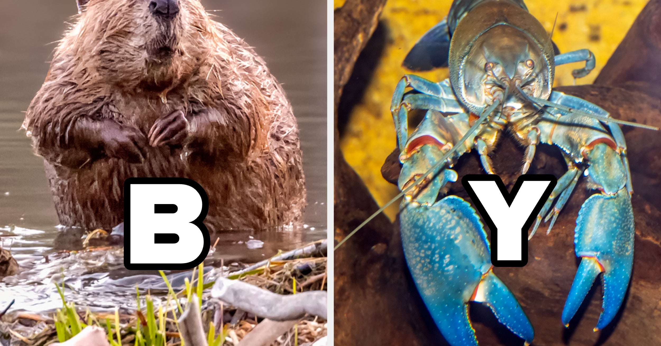 Most Adults Should Easily Be Able To Pass This A–Z Animal Quiz, But Can You?