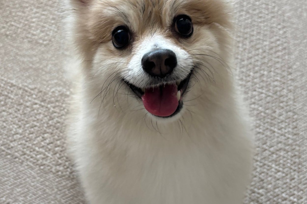 シャンプーしてフワフワになった「ぱるくん」 / でかポメのぱるさんのXアカウント（@pomepal）より